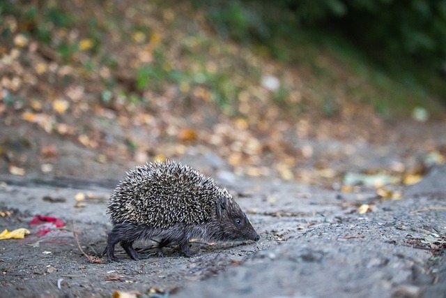 本场比赛 本场比赛